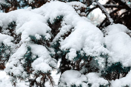 杉树的绿色树枝上覆盖着白色蓬松的雪。 近点