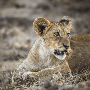  Specie Panthera leo family of Felidae