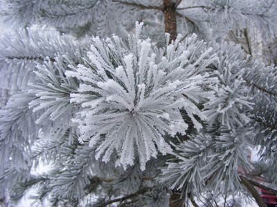 有新鲜雪的云杉树