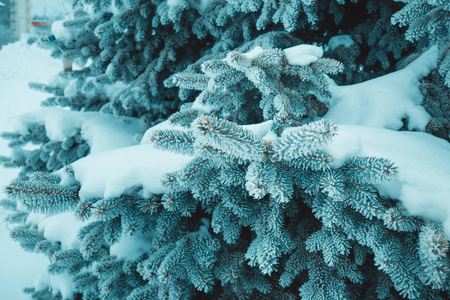 雪中圣诞树的蓝色树枝