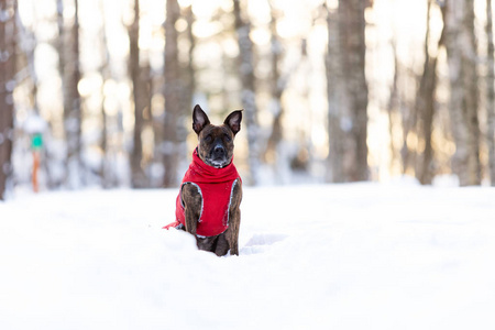 虎美国斯塔福德郡的猎犬，没有耳朵，在冬天阳光明媚的日子在户外散步