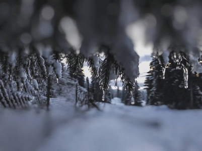 云杉的小枝与冰柱。雪景的美丽景色。巴库里亚尼冬季的开始