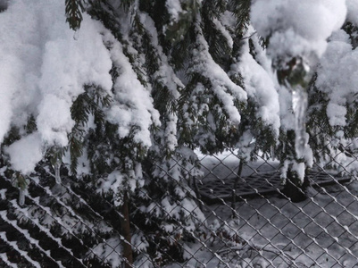 云杉的小枝与冰柱。美丽的雪景。巴库里亚尼冬季的开始