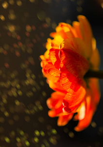 华丽的红色，黄色，橙色的郁金香在花园的背景上绽放，有着惊人的波克。 五颜六色的花在明媚的春天里近在咫尺。 夏季花园，盛开的郁金香