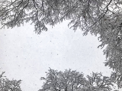 降雪。雪中的树。冬天的天空。美丽的景色