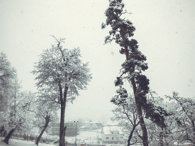 降雪。雪中的树。冬天的天空。美丽的景色