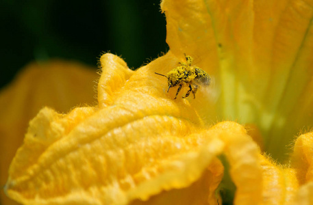 工作蜂用雄蕊和雌蕊在南瓜花上收集花蜜和花粉