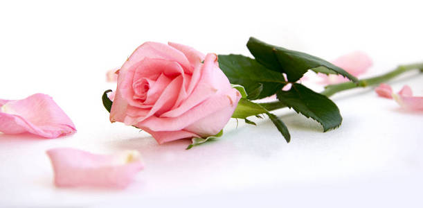 独立的淡粉色玫瑰花和花瓣，白色