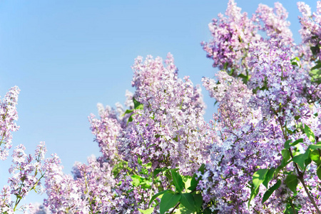 盛开的紫丁香枝条。 丁香盛开。 春季背景