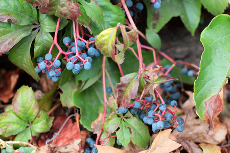 常春藤蓝色浆果和红色叶子的秋景