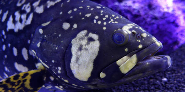 异国情调的水下生活热带鱼图片