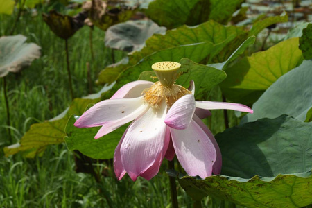 花园里的花