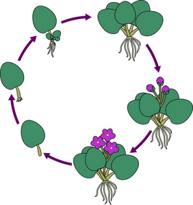 非洲紫罗兰营养繁殖阶段圣帕利亚。 植物从叶段到花成熟植株的生长阶段序列