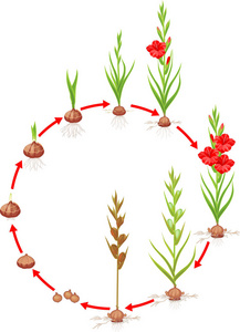 花生长从沥青图片-花生长从沥青素材-花生长从沥青插画-摄图新视界