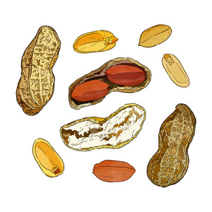 花生图图片-花生图素材-花生图插画-摄图新视界