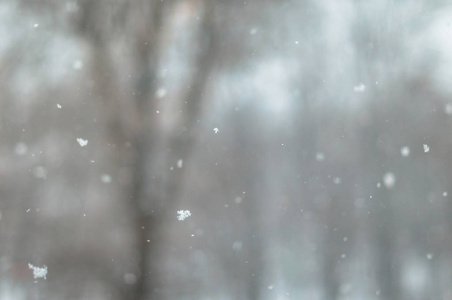 一场大雪纷飞在公园里