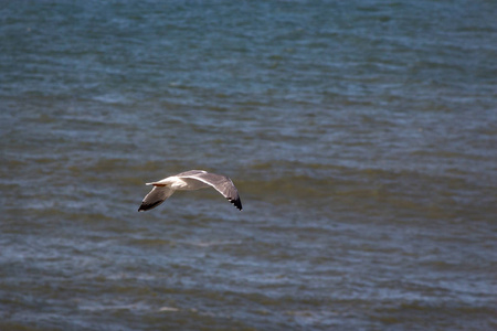一只海鸥飞过大海