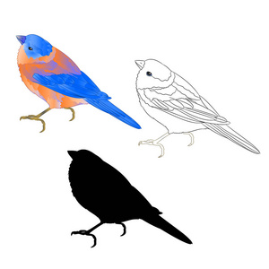 蓝鸟小画眉鸟的轮廓和轮廓在白色背景复古矢量插图可编辑手绘