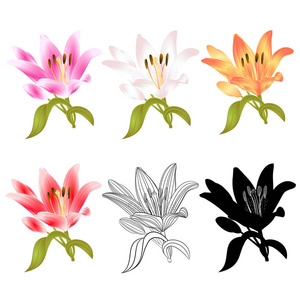 茎百合花，四个粉红色，白色，黄色，红色轮廓，白色背景，复古矢量插图，可编辑手绘