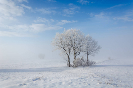 冬天的风景。冬天有一棵冰冻的树和蓝天