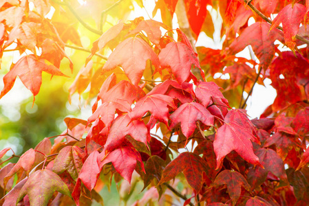 红枫叶在枫树上，五彩缤纷的季节，秋天在森林中，树叶颜色变化，风景，自然，棕榈树，渐远