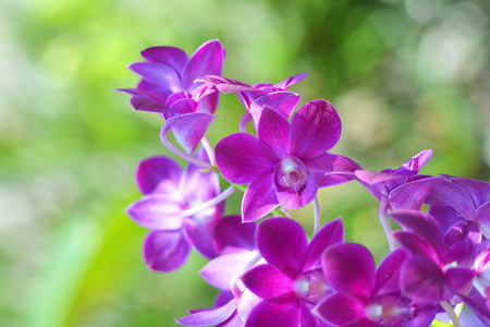 美丽的兰花紫花热带植物，绿色模糊的背景