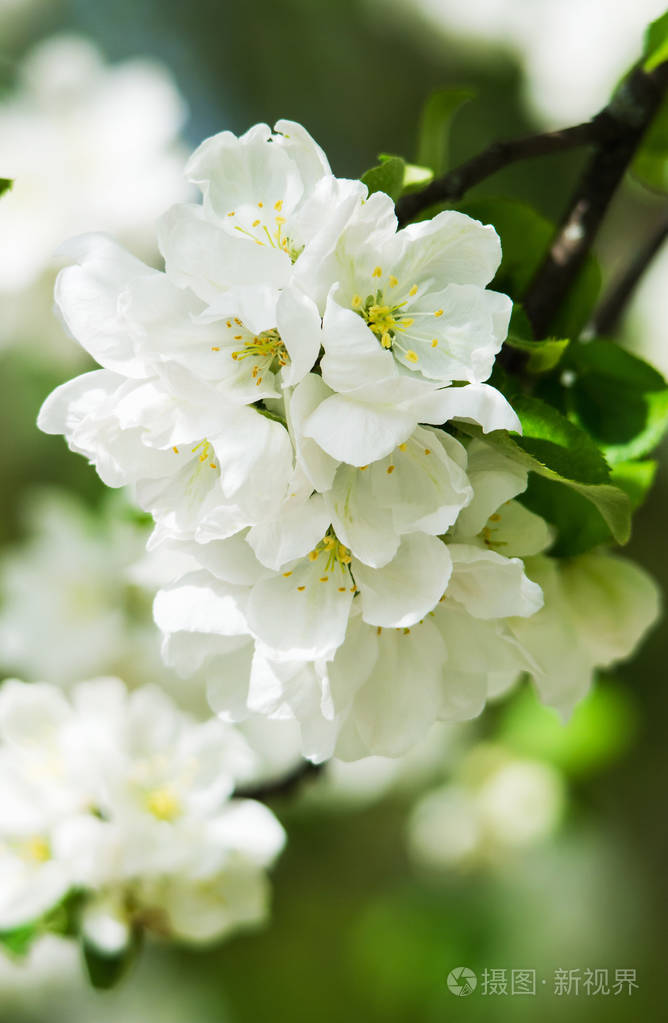 苹果树在春天开了花白色的美丽的花闭上了
