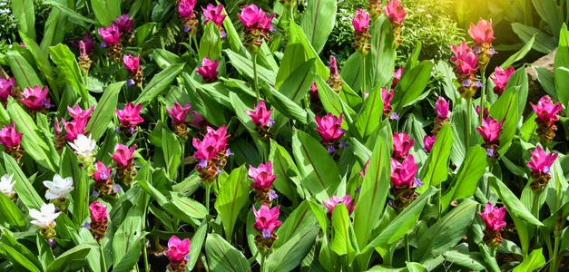 暹罗郁金香花五颜六色的粉红色和白色，或在美丽的花园里，夏天有绿叶背景。