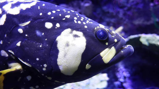 异国情调的水下生活热带鱼