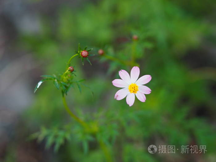 粉红色的花宇宙草野生宇宙乌拉姆拉贾色拉绿色蔬菜之王照片 正版商用图片18grb0 摄图新视界