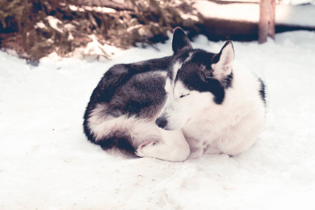 冬天西伯利亚哈士奇狗