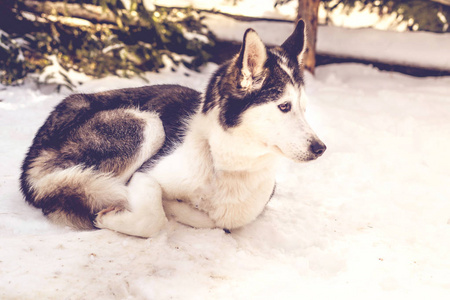 冬天西伯利亚哈士奇狗