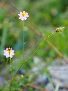 粉红色的花朵，宇宙，库达图斯，野生的宇宙，乌兰拉贾国王，沙拉绿色蔬菜