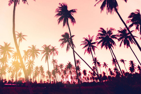 热带棕榈椰子树在日落天空的自然背景。