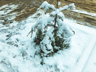 城市街道上的雪中的小云杉。冬天的中午。雪街。巴库里亚尼山区滑雪胜地