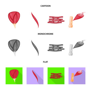 纤维和肌肉图标的孤立对象。网络纤维和车身股票符号集
