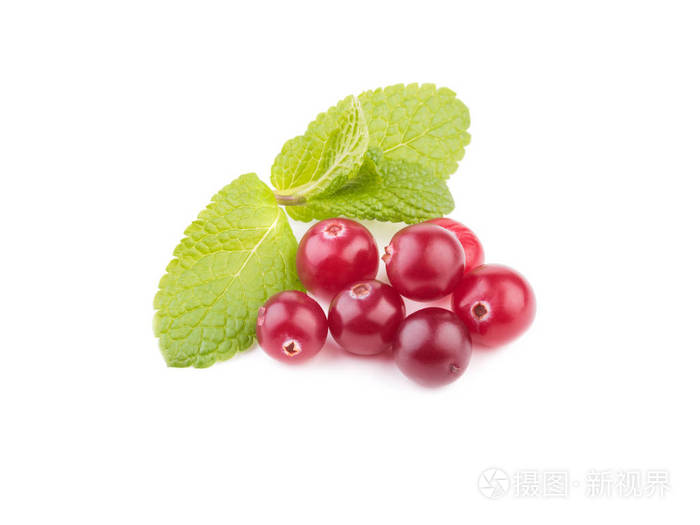 分离出的蔓越莓 成熟的蔓越莓叶 白色背景照片 正版商用图片18gtor 摄图新视界 分离出的蔓越莓 成熟的蔓越莓叶 白色背景照片 正版商用图片18gtor 摄图新视界