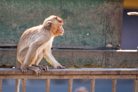 有考古遗址的长尾搞笑猴子的生活..洛布里泰国