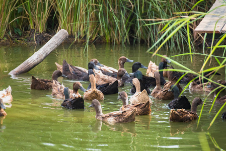 群鸭游泳群鸭在农场里.泰国照片