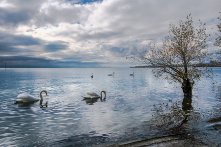 从Prevenges到瑞士莫尔日，从日内瓦湖上可以看到美丽的景色，前景是天鹅