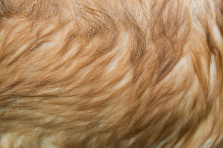 金毛猎犬湿发背景图片