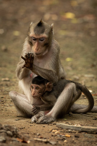 长尾猕猴在抱婴儿时的手