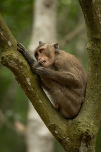 长尾巴的猕猴在分叉的树枝上修饰自己