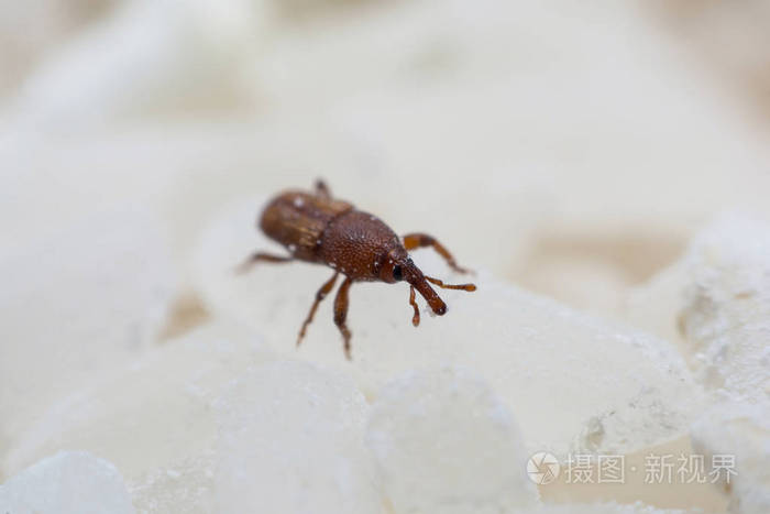 米象甲或科学名称冬虫夏草接近白米破坏