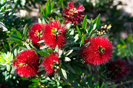 瓶刷Callistemon植物红色的花在绿色模糊背景特写图像。天然花卉热带壁纸。