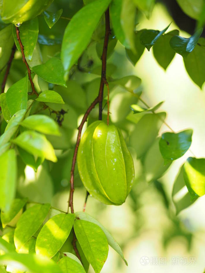 杨桃绿色水果模糊背景自然