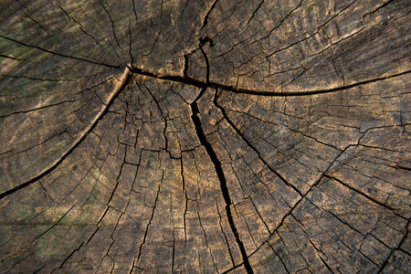 树干树桩纹理背景顶部视图。 树桩裂缝背景