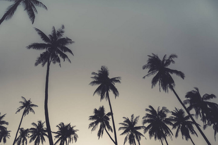 热带棕榈椰子树日落天空自然背景。