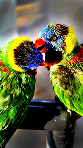 坐在一根杆子上的Lorikeet鸟，也被称为血虱。 柳杉起源于澳大利亚和印度尼西亚。