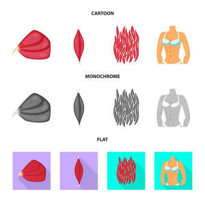 纤维和肌肉标志的矢量设计。集纤维和身体矢量图标的股票